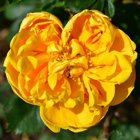 Pair of golden yellow rose blooms with orange highlights
