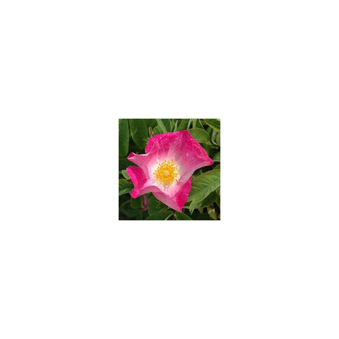 Pink shrub rose bloom with yellow center and green leaves