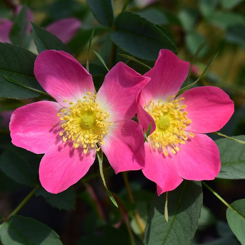 Pink shrub rose flowers with bright yellow centers and surrounding green leaves