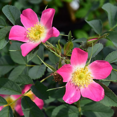 Pink shrub rose blossoms with yellow centers plus green buds on leafy stems