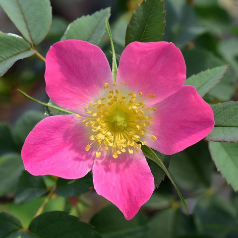 Close-up pink shrub rose bloom with yellow stamen and green leaves