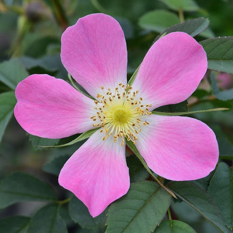 Pink five-petal shrub rose flower with a yellow center and green foliage