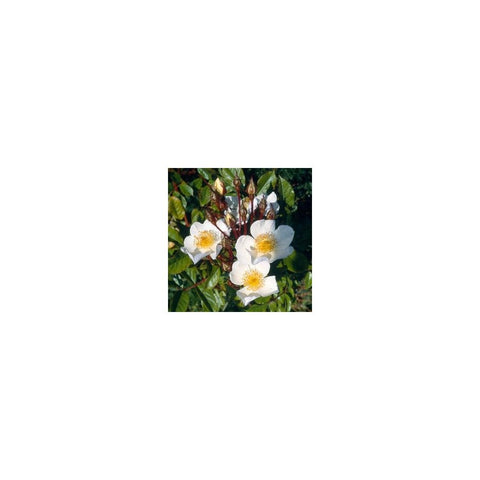 Rambling rose plant with white flowers and yellow centers, surrounded by green leaves