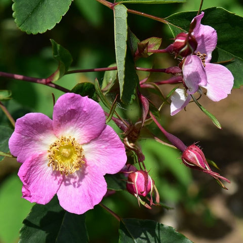 Shrub rose branch with pink five-petal blooms, buds, and green leaves