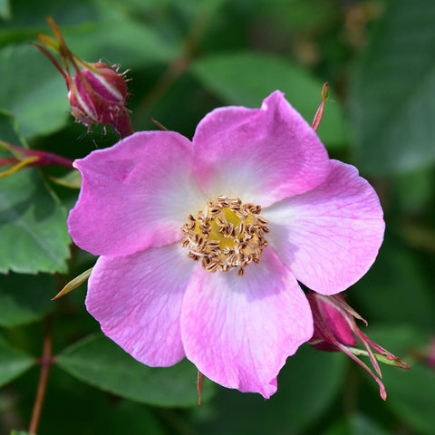Shrub rose bloom with pink petals and yellow centers, surrounded by buds