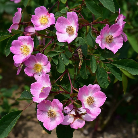 Shrub rose plant with multiple pink five-petal flowers and green leaves