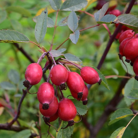 Dark red rose hips on thorny branches with green leaves