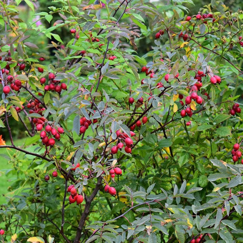 Rose shrub covered with dark red berries and green compound leaves