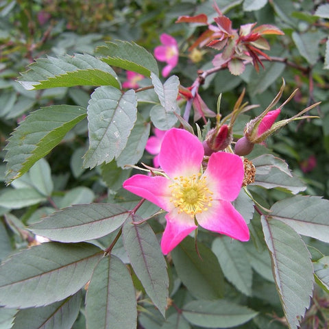 Pink wild rose bloom with yellow center and green leaves, surrounded by buds