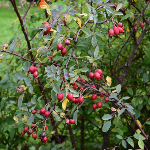 Branch cluster of dark red rose hips with narrow green leaves