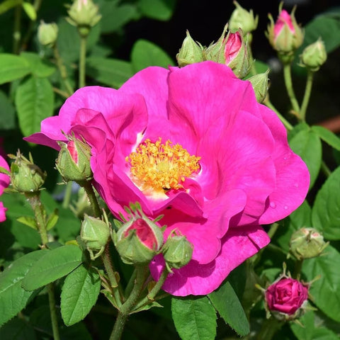 Pink gallica rose bloom with yellow center, green buds, and leafy stems