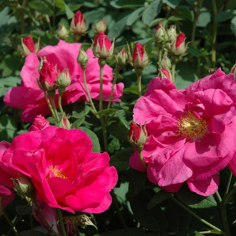Cluster of pink gallica rose flowers and green bud clusters on leafy stems