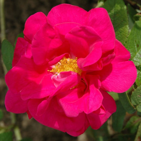Single bright pink gallica rose flower with yellow center and surrounding green leaves