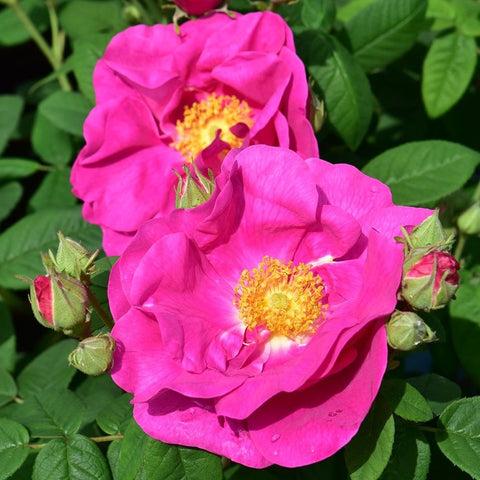 Two pink gallica rose blooms with yellow centers, plus green buds and leaves