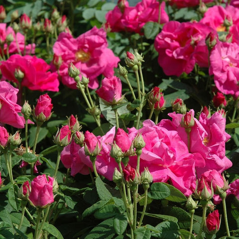 Pink gallica rose flowers in clusters with unopened green buds and leafy stems