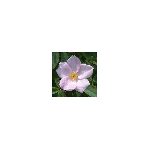 Pale pink shrub rose bloom with yellow center and green leaves