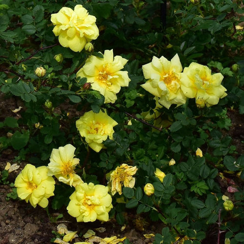 Yellow rose plant with multiple blooms and buds on green foliage