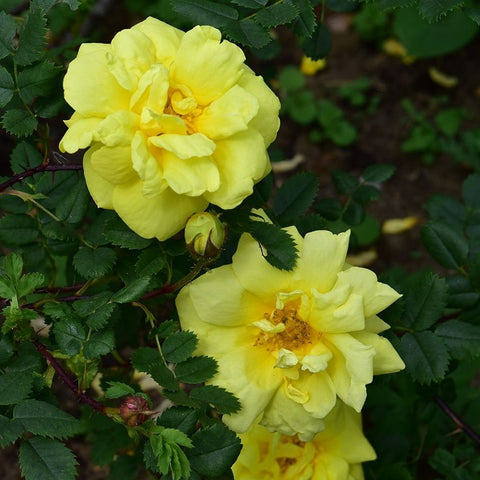 Two pale yellow rose flowers with ruffled petals and green leaves