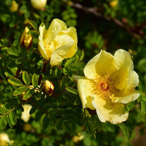 Pale yellow rose blossom with open petals and green compound leaves