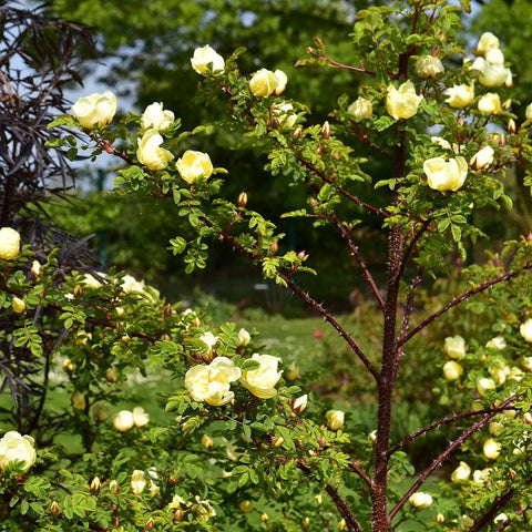 Rose shrub with pale yellow blossoms and green leaves on branching stems