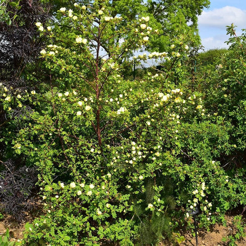 Rose bush with many pale yellow flowers and dense green foliage