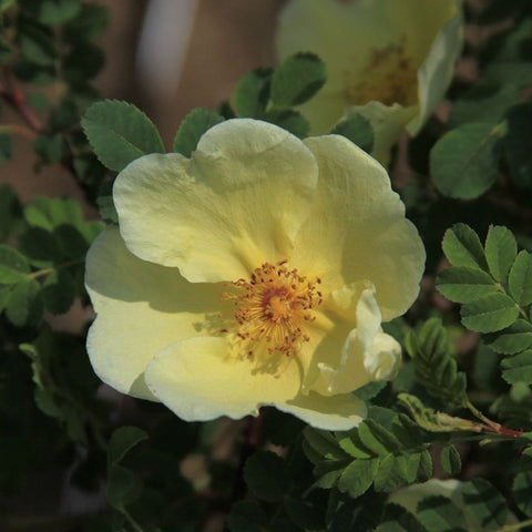 Single pale yellow rose bloom with ruffled petals and green leaves