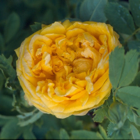 Yellow shrub rose bloom with layered petals and surrounding green leaves