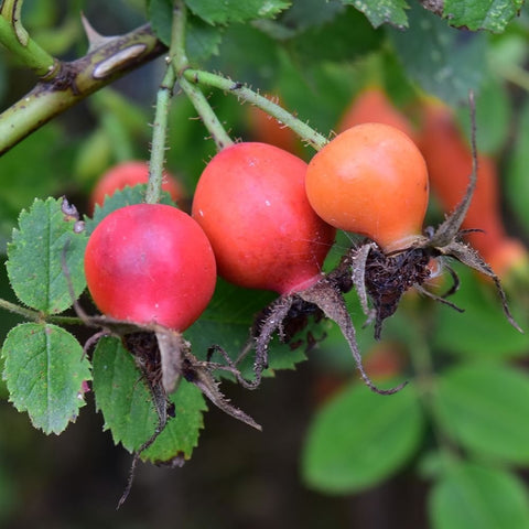 Shrub rose hips on stem, glossy orange to pink fruits with dark calyxes