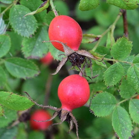 Shrub rose hips on thorny stems, round pink-red fruits with green leaves
