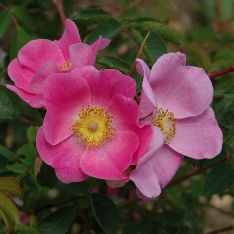 Pink shrub rose blossoms with yellow centers and layered petals
