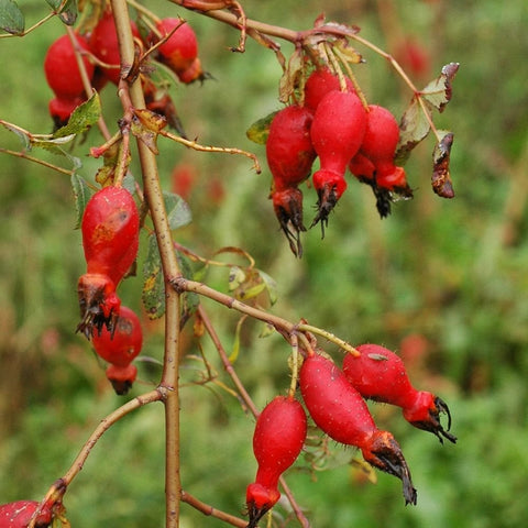 Red rose hips on thorny stems with green leaves