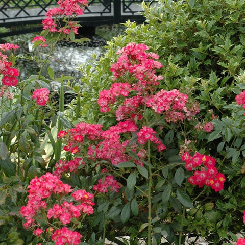 Robin Hood rose plant with clusters of bright pink flowers and dense green foliage
