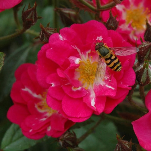 Robin Hood rose bloom with bright pink petals and yellow center; hoverfly visiting
