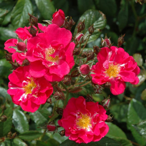 Robin Hood rose plant with bright pink double blossoms and green leaves