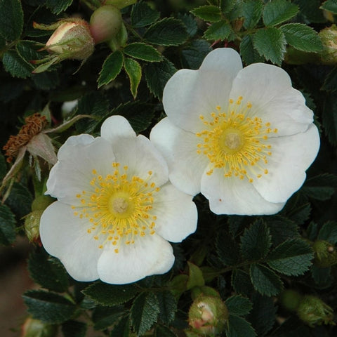 White rose blossoms with yellow centers on leafy green branches