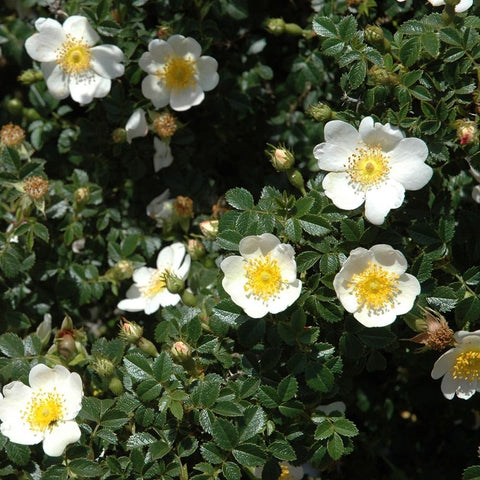 Cluster of white rose flowers with yellow centers and green foliage