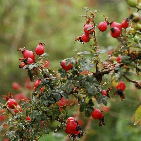 Red rose hips on leafy thorny stems