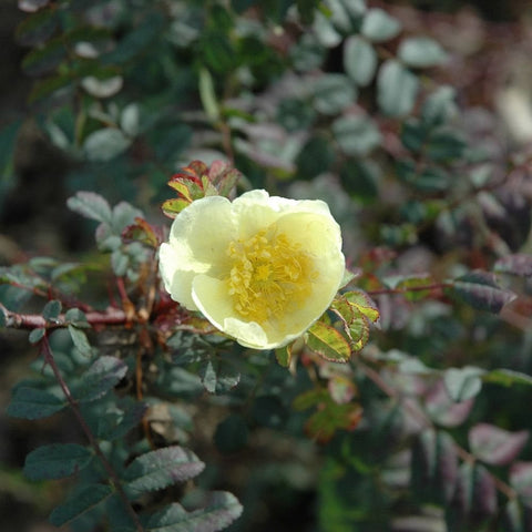 Shrub rose plant with pale yellow single bloom, green leaves, and red-tinted buds