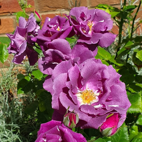 Cluster of purple rose flowers with yellow centers among green leaves