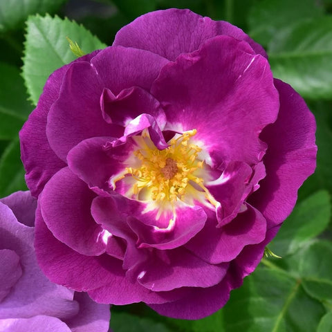 Close-up of a purple rose bloom with yellow center and layered petals