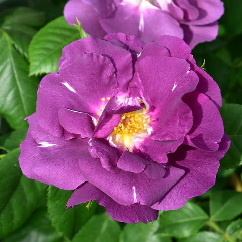 Purple rose flower close-up with visible yellow stamens and green leaves