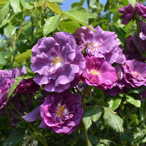 Multiple purple rose blossoms on green foliage, shown in a bushy grouping