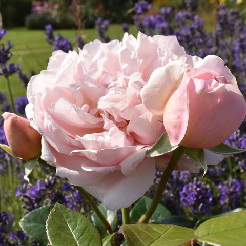 Pink and pale rose double flowers on stems with green foliage