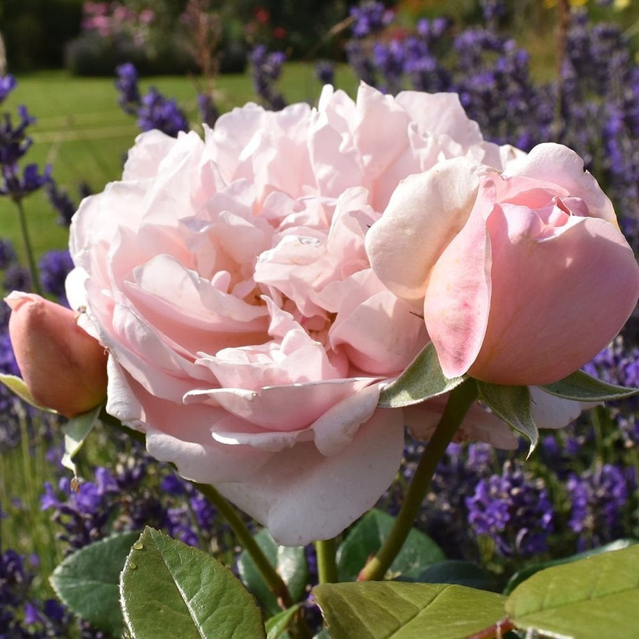 Rachel's Joy – Peter Beales Roses