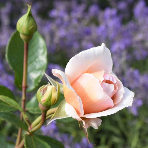 White and pink rose bloom with closed buds and green leaves