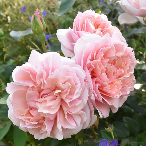 Cluster of pale pink double rose flowers with fresh buds and leaves