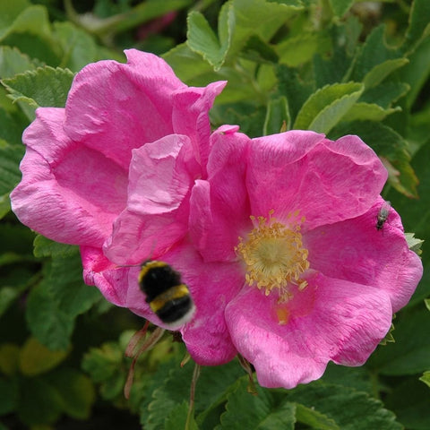 Pink shrub rose blooms with ruffled petals and yellow center on green leaves