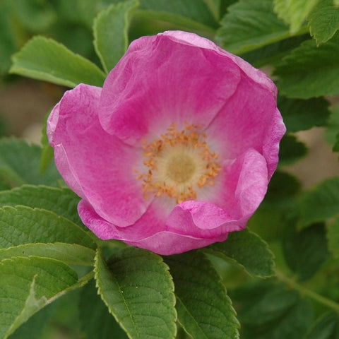 Pink shrub rose bloom with pale yellow center, surrounded by green serrated leaves