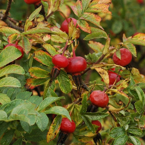 Red rose hips on shrub rose branches with green leaves