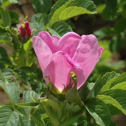 Pink shrub rose flower buds on green shrub leaves